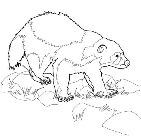 Wolverine Animal Coloring Page